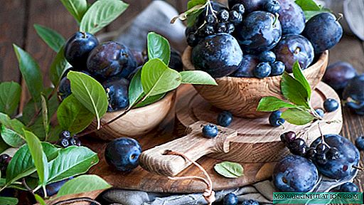 Rahasia buah blueberries anu suksés: penanaman prinsip, miara bushes anu ditanam