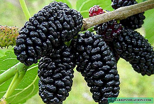 Mulberry na Rusia central: sutilezas de cultivo e as mellores variedades