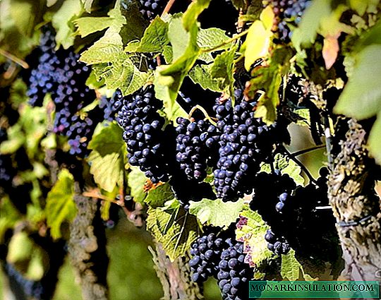 Trellis Do-it-yourself pikeun buah anggur: kumaha carana ngadukung handapeun kebon anggur