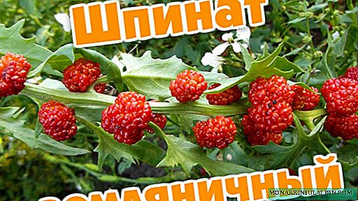 Strawberry alayyafo - strawberries, raspberries, alayyafo ko wani abu?