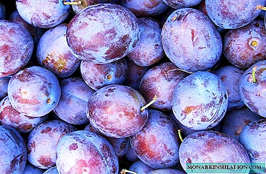 Blueberry plum - Amerika faʻavalea