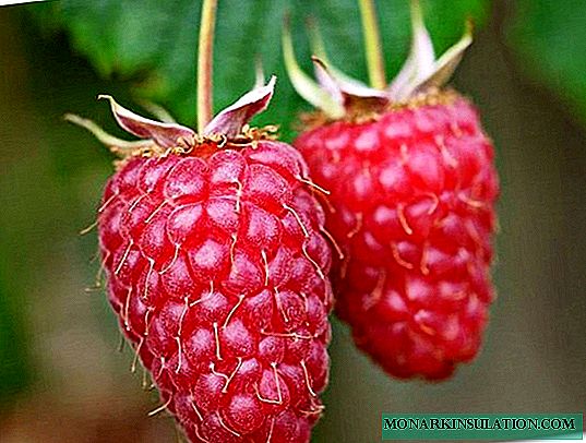Ragam Fénomena Raspberry - Berry anu ngeunah sacara alami di kebon anjeun