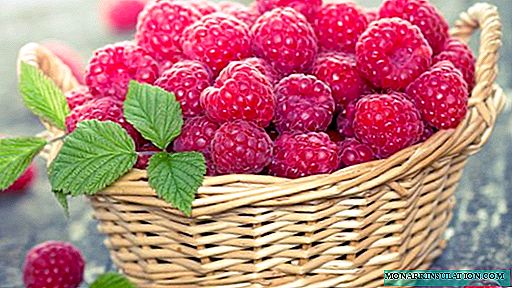 Raspberry အမျိုးမျိုး - Tarusa: Raspberry သစ်ပင်စောင့်ရှောက်မှု၏ပရိယာယ်များ