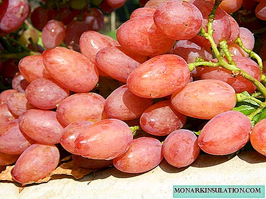 Разновидност на грозје Либија: карактеристики, особено садење и грижа