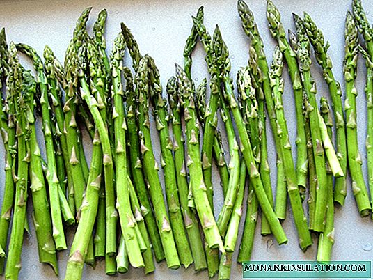 Asparagus Argentel: descrición da planta e consellos para coidala