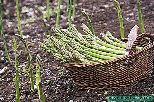Asparagus: kumaha tumbuh sayur anu aheng