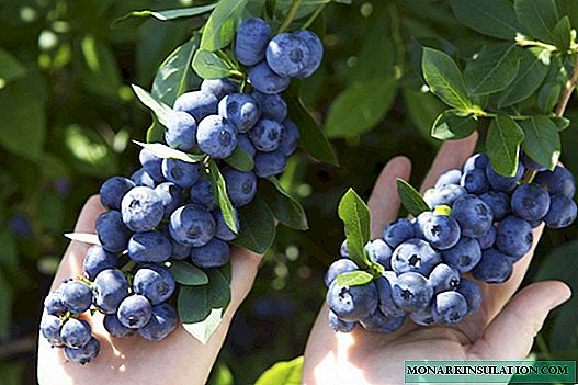 Blueberries пропагандалоого ыкмалары абдан популярдуу жана убада