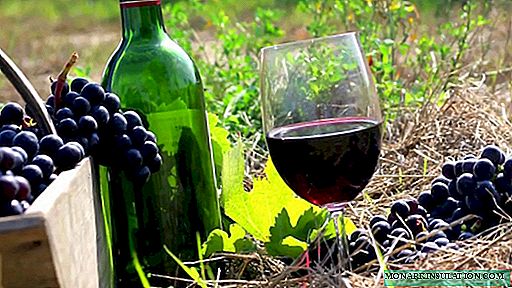 Технички сорти на грозје: како да се "одгледува" вкусно вино