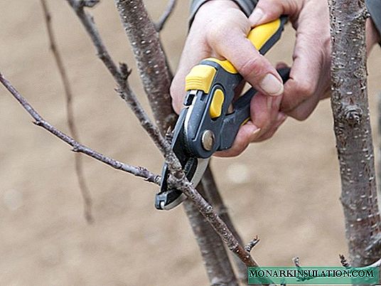 Teknologi pruning Cherry ing musim gugur: diagram lan instruksi kanggo pamula