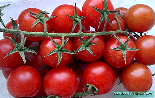 Tomato Openwork: celebek bi taybetmendiyên çêtirîn