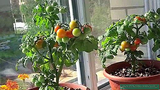 Tomato Балкон керемет - үй сооронуч помидор ала кел!