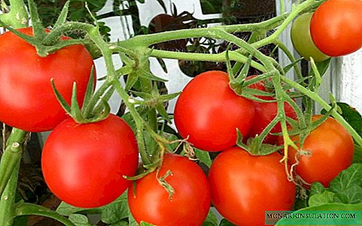 Ukugcwaliswa kwe-Tomato White - uhlobo oludala olufanele kahle