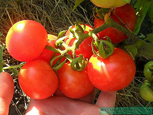 Tomato Bobcat - e fruchtbare hollänneschen Hybrid