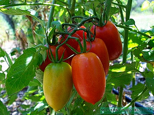 ٹماٹر شٹل - ابتدائی سردی سے بچنے والی مختلف اقسام
