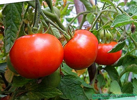 UGina Tomato: ukuhlukahluka okuthembisayo okuvela eHolland