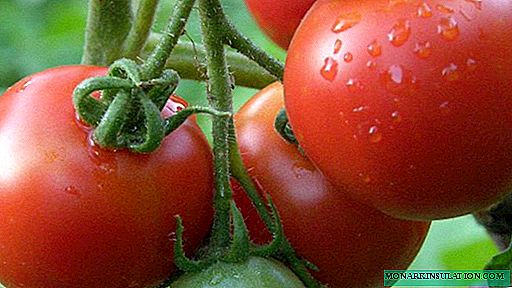 Tomato Liana - prekrasna sorta kiselih krastavaca