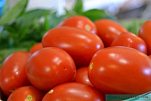 Tomato Novice: isang mahusay na iba't-ibang para sa canning