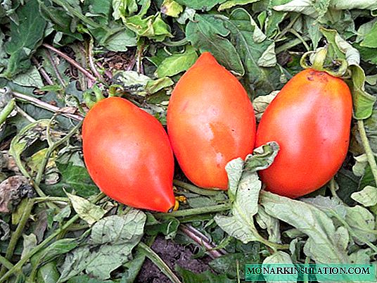 Tomato Roket: ihe dị iche iche nwalere ruo ọtụtụ iri afọ