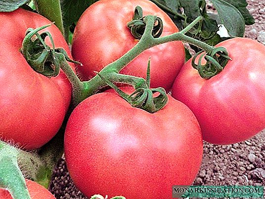 فلامینگو گوجه فرنگی صورتی: ما انواع متنوعی را در تختخوابهایمان پرورش می دهیم