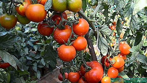 Tomati Visibly alaihan - Super-ti nso undersized orisirisi