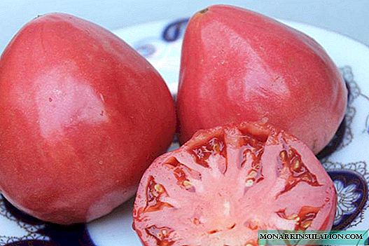 Ọdun tomati Cowhide: orisirisi saladi pẹlu awọn eso ẹlẹwa