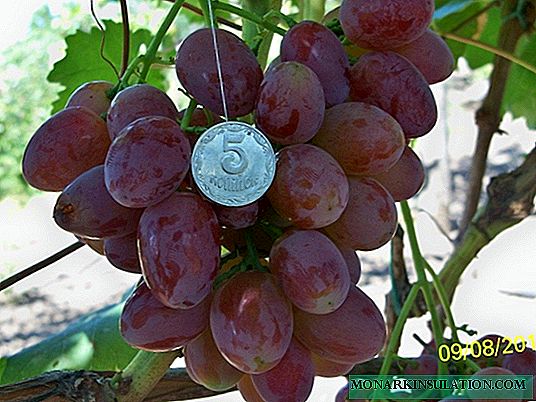 Guapo ucraniano - unha gran froita de uva Ruta