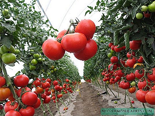 Verlioka - issiqxonalar uchun universal pomidor navi