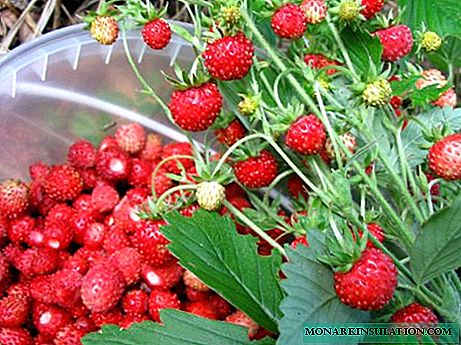 Fréijoerssuergung fir Gaart Erdbeeren ze planzen