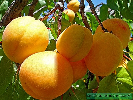 Spring agri culturam, apricots, et praecepta basic tips
