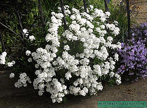 گل های سفید را برای ایجاد یک باغ تک رنگ انتخاب کنید: مجموعه ای از بهترین انواع