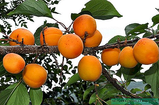 ជ្រើសរើសពូជ apricot សម្រាប់លំនៅដ្ឋាននៅរដូវក្តៅក្បែរទីក្រុងម៉ូស្គូ