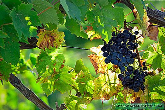 Selección de variedades de uva para o cultivo no territorio de Krasnodar