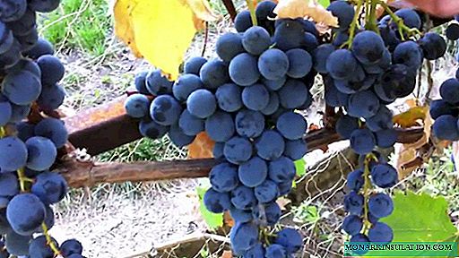 شراب سازان از Magarach: انواع انگور سیاه Livadia