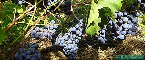 Anggur Donskoy anggur: tuwuh cara panen