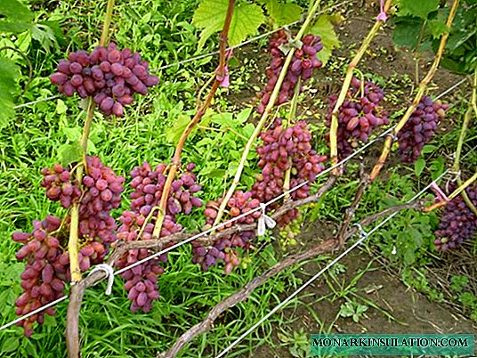 Grapes Arched: tsim khoom thiab zoo nkauj lub caij ntuj no-tawv tawv qib