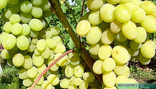 Августинско грозје: историја на одгледување, опис и карактеристики
