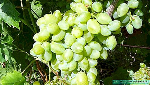 Bazhen-druiwe: variëteitsbeskrywing en versorgingsaanbevelings