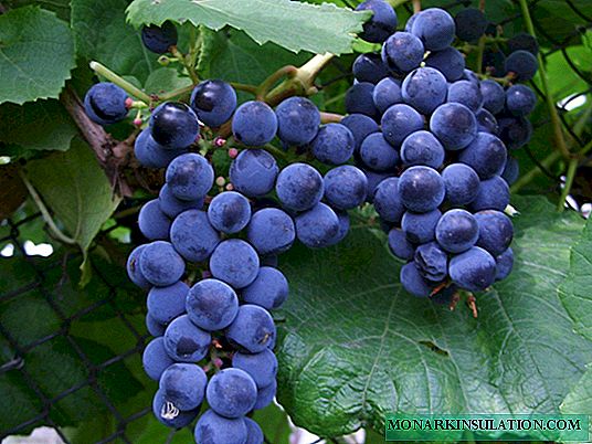 Grapes Chernysh - bêhêz û tamxweş
