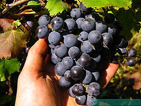 Maaga ang Grape Violet: kung paano lumaki ng mga varietal na katangian
