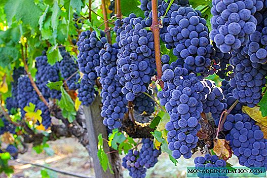 Изабела грозје: сè за култивирање на сорти, препораки за нега на земјоделски култури