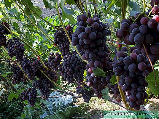 Rrush Kodryanka: përshkrimi i varietetit, veçanërisht mbjellja dhe rritja