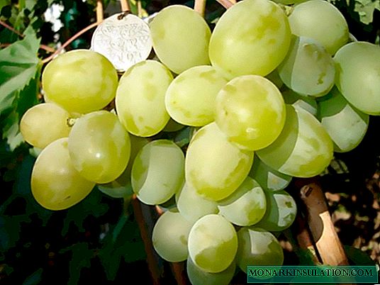Grapes ຂອງຂວັນ Zaporozhye: ຄຸນລັກສະນະຂອງແນວພັນແລະຂໍ້ສະ ເໜີ ແນະໃນການປູກຝັງ