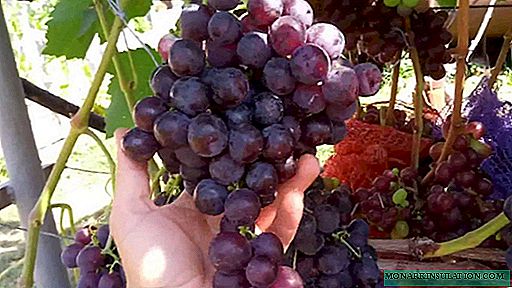 Rrush Rochefort - një kryevepër e përzgjedhjes amatore