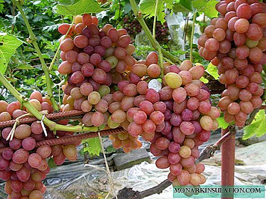 Rrushi Rumba: karakteristikat e shumëllojshmërisë dhe kushtet për rritje