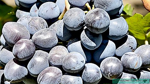 Руслан грозје: опис на сортата со карактеристики и прегледи, особено садење и одгледување