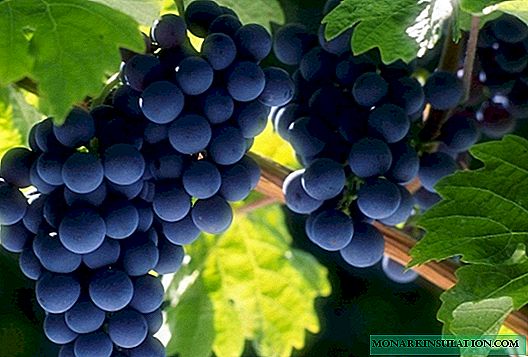 Anggur Moldova - ngahasilkeun luhur, buah anggur pikeun usum tiis