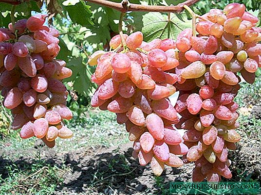 Variedades de uva Orixinal: características da variedade e características da tecnoloxía agrícola