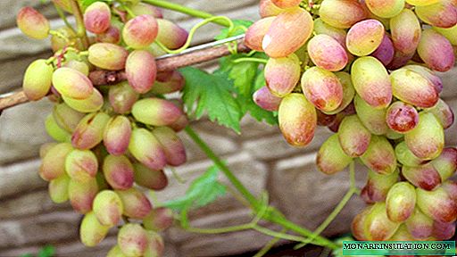 Varieti anggur Sensasi - resi pangheulana buah beri di pondok