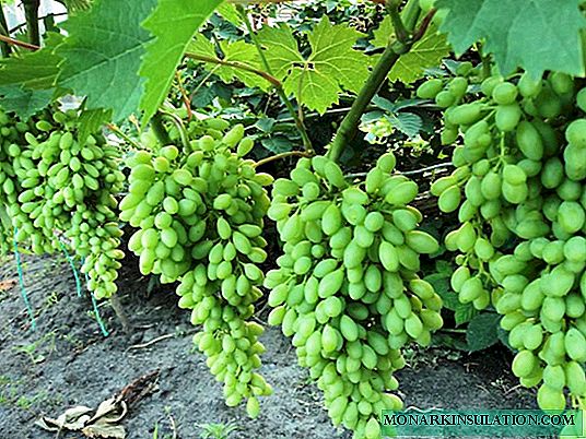 Rrushi i varietetit të Shekullit - për dashamirët e vërtetë të rrushit
