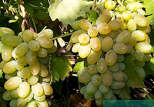 Woh anggur: deskripsi macem-macem kanthi ciri lan ulasan